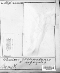Sclerencoelia fascicularis image
